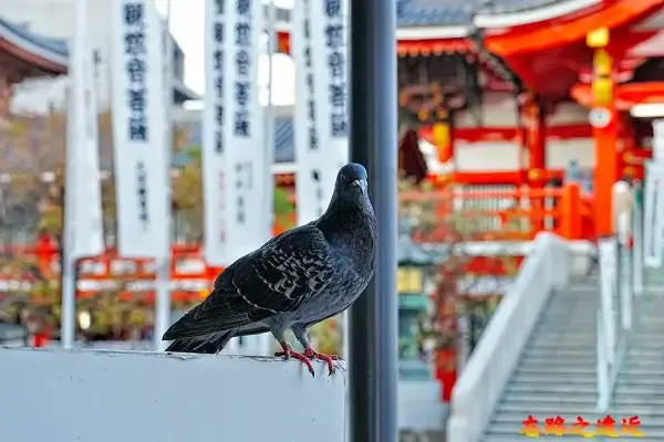 大須觀音鴿子