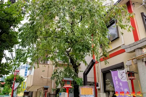 吉原神社逢初櫻
