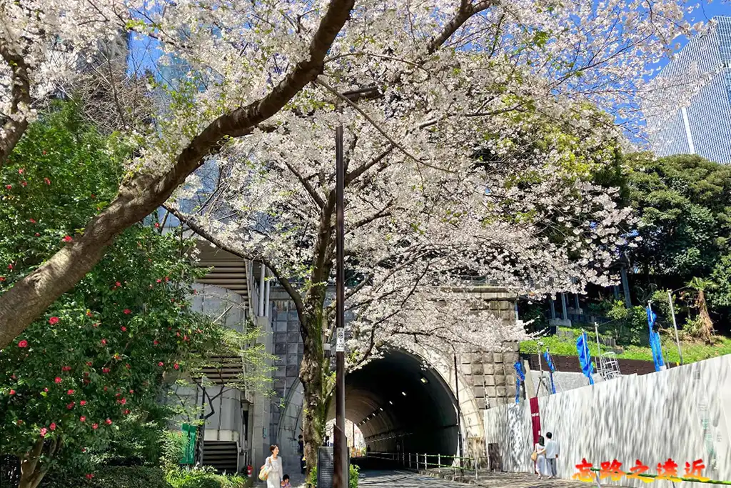 愛宕隧道春季櫻花