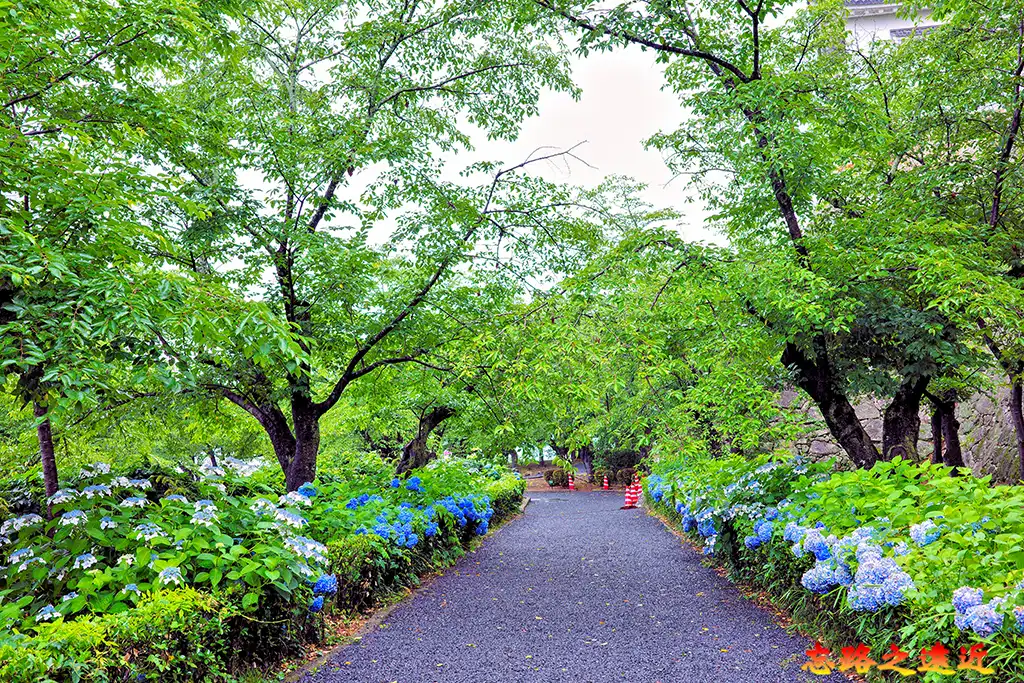 津山城二之丸走道兩旁的繡球花