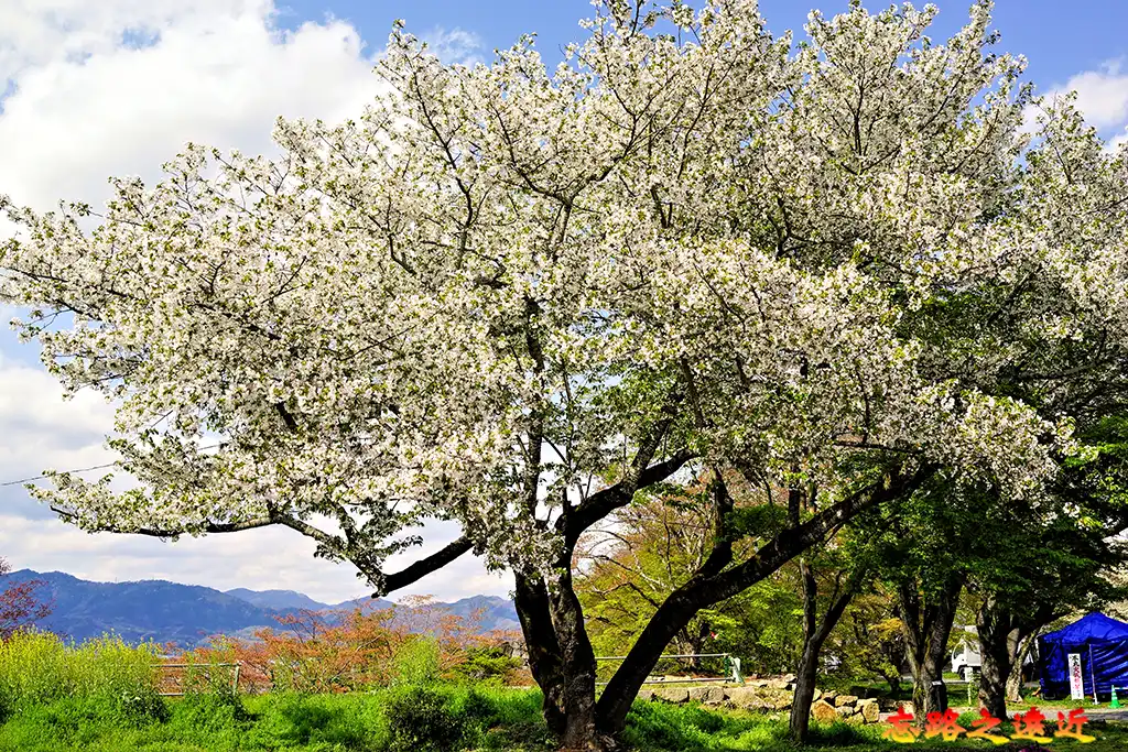 津山城春天的本丸，白色櫻花樹