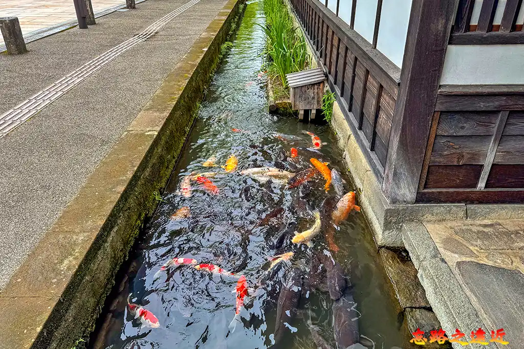 津和野城下町水道錦鯉優游