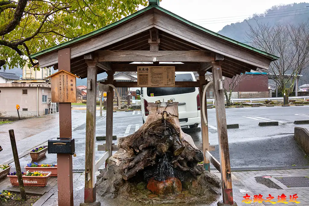 【鳥取.倉吉】三朝溫泉散策~日本遺產健康之湯、景點路線、泡湯、美食完整攻略 1 次全覽 (Misasa Onsen) 23 三朝文泉株湯老楠樹根