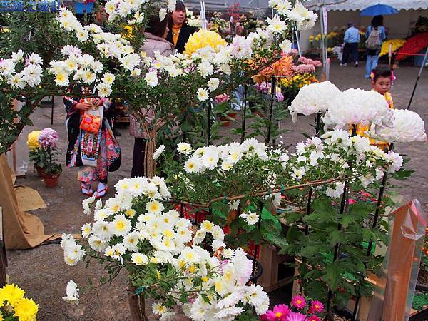 【九州.熊本】日本九州自由行~~日本國寶 「人吉青井阿蘇神社」裡的七五三兒童節 18 pic pimg tw look2up 1398696687 209323377 n jpg