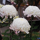 【九州.熊本】日本九州自由行~~日本國寶 「人吉青井阿蘇神社」裡的七五三兒童節 19 pic pimg tw look2up 1398747376 4063535048 q jpg