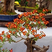 【九州.熊本】日本九州自由行~~日本國寶 「人吉青井阿蘇神社」裡的七五三兒童節 20 pic pimg tw look2up 1398747423 2356697410 q jpg