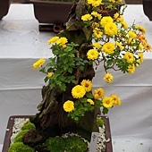 【九州.熊本】日本九州自由行~~日本國寶 「人吉青井阿蘇神社」裡的七五三兒童節 21 pic pimg tw look2up 1398747453 2414070797 q jpg