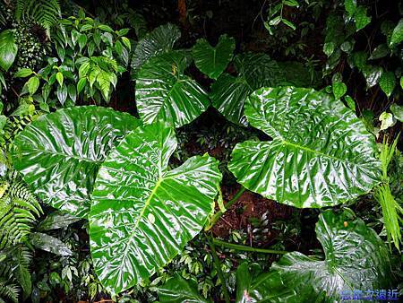 pic pimg tw look2up 1400516755 3555526556 m jpg