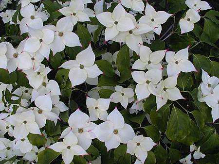 pic pimg tw look2up 1401767500 1492063023 m jpg