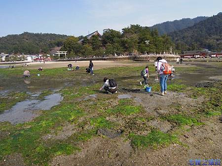 【山陽.廣島】宮島「嚴島神社」巡禮,各景點一一點名參訪,也巧遇櫻花綻開 7 pic pimg tw look2up 1405232692 2293749729 m jpg