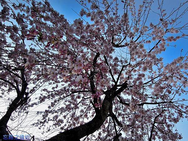 【山陽.廣島】宮島「嚴島神社」巡禮,各景點一一點名參訪,也巧遇櫻花綻開 20 pic pimg tw look2up 1405232722 1238076221 n jpg