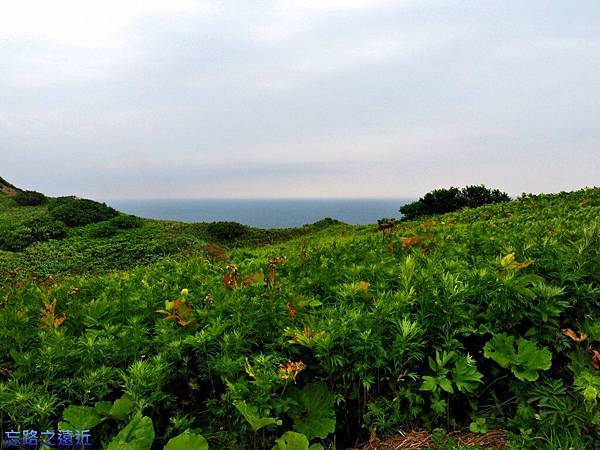 【北海道.積丹】北海道自駕旅行~~積丹半島神威岬之旅+中村屋海膽丼嚐鮮 12 pic pimg tw look2up 1408764824 879057746 n jpg