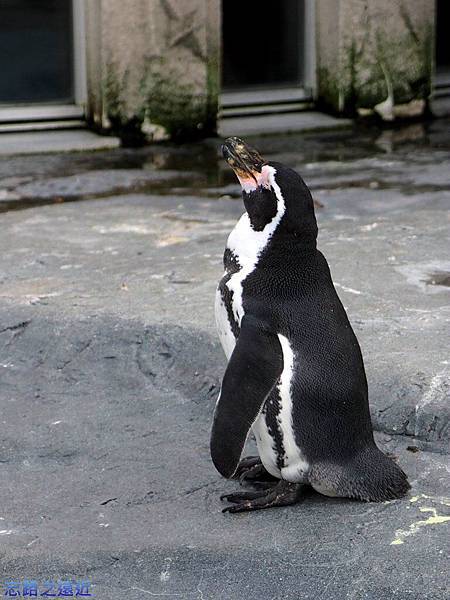 pic pimg tw look2up 1411186639 702840711 n jpg