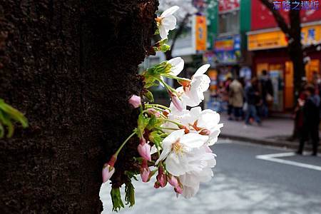 【東京都.東京】東京車站八重洲口 日本橋「櫻花通」(さくら通り)」巧遇絕美櫻花~~絕不可錯過的賞櫻景點 11 pic pimg tw look2up 1427948113 101411274 m jpg