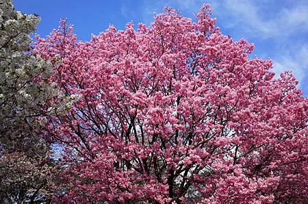 pic pimg tw look2up 1428376674 616092065 m jpg