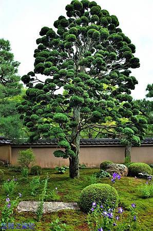 pic pimg tw look2up 1436953634 2145783235 m jpg