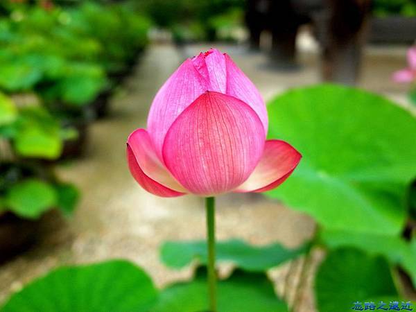 【關西.奈良】奈良行腳~~遊「藥師寺」-- 體會玄奘三藏大師的法相宗遺風 11 pic pimg tw look2up 1449631323 1183533584 n jpg