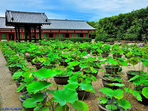 【關西.奈良】奈良行腳~~遊「藥師寺」-- 體會玄奘三藏大師的法相宗遺風 10 pic pimg tw look2up 1449631324 2097808347 n jpg