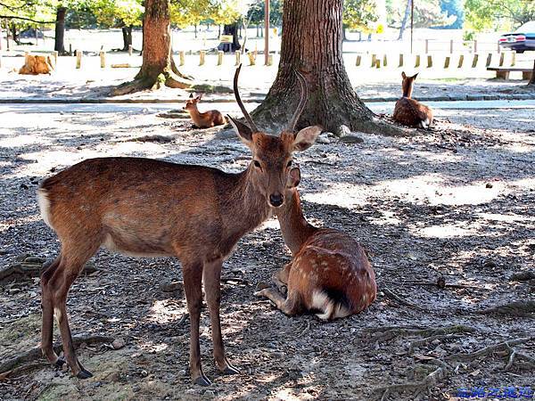 pic pimg tw look2up 1450927098 196936078 n jpg