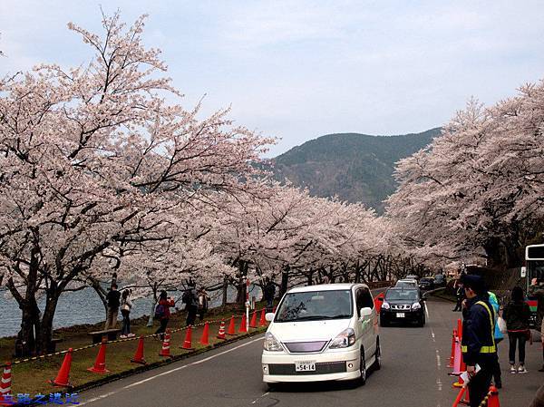 【關西.滋賀】日本櫻花名所百選之~~海津大崎櫻花並木--琵琶湖畔賞櫻 4 pic pimg tw look2up 1459060673 3613973525 n jpg