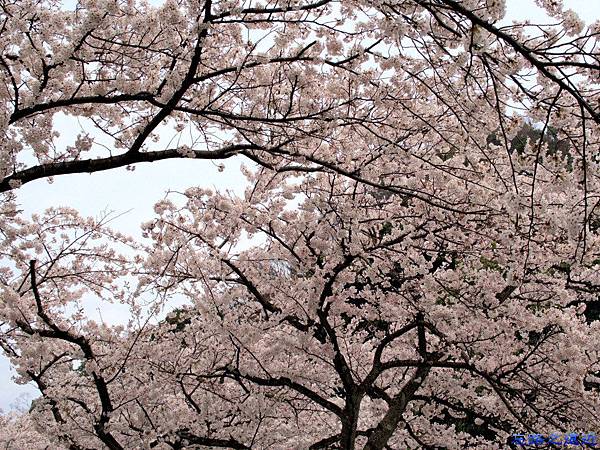 【關西.滋賀】日本櫻花名所百選之~~海津大崎櫻花並木--琵琶湖畔賞櫻 7 pic pimg tw look2up 1459060676 4152680654 n jpg