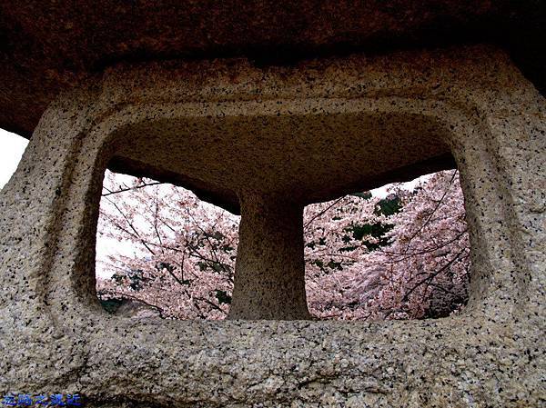 【關西.滋賀】日本櫻花名所百選之~~海津大崎櫻花並木--琵琶湖畔賞櫻 16 pic pimg tw look2up 1459060684 3839580977 n jpg