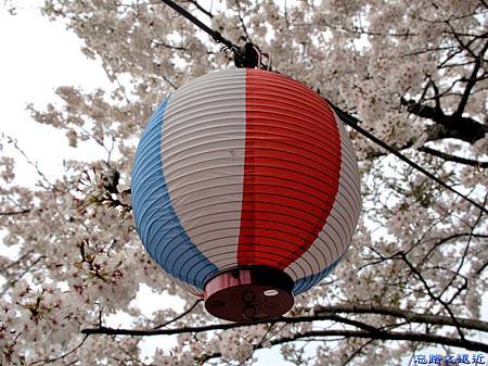 【關西.滋賀】日本櫻花名所百選之~~海津大崎櫻花並木--琵琶湖畔賞櫻 21 pic pimg tw look2up 1459060699 3447858634 m jpg