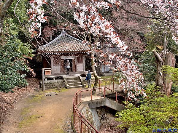 【關西.滋賀】日本櫻花名所百選之~~海津大崎櫻花並木--琵琶湖畔賞櫻 29 pic pimg tw look2up 1459060714 2657890899 n jpg