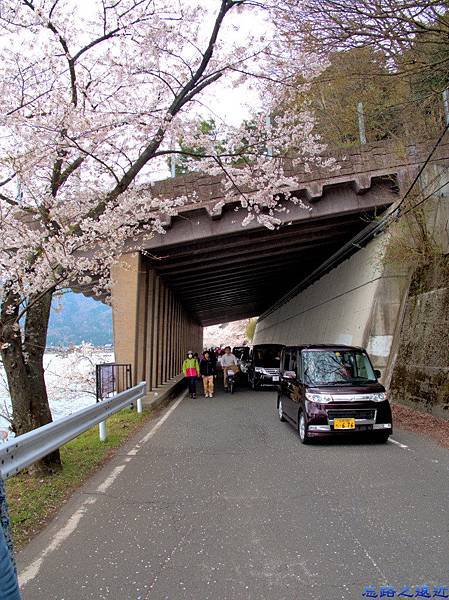 【關西.滋賀】日本櫻花名所百選之~~海津大崎櫻花並木--琵琶湖畔賞櫻 30 pic pimg tw look2up 1459060716 2376653892 n jpg