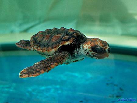 pic pimg tw look2up 1465710572 2188784195 m jpg