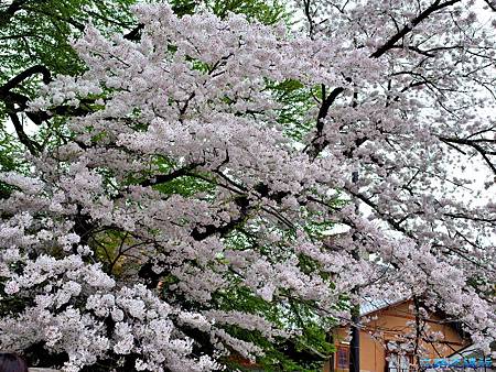 【甲信越.長野】別所溫泉漫遊(二)~~宜古宜今的「北向觀音」散步,情侶牽手在「愛染桂」前山盟海誓 15 pic pimg tw look2up 1468396237 518751010 m jpg