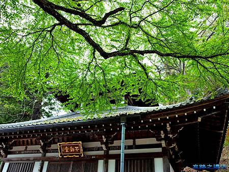 【甲信越.長野】別所溫泉漫遊(二)~~宜古宜今的「北向觀音」散步,情侶牽手在「愛染桂」前山盟海誓 26 pic pimg tw look2up 1468396275 1479864854 m jpg