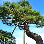 pic pimg tw look2up 1477552693 3529100003 q jpg