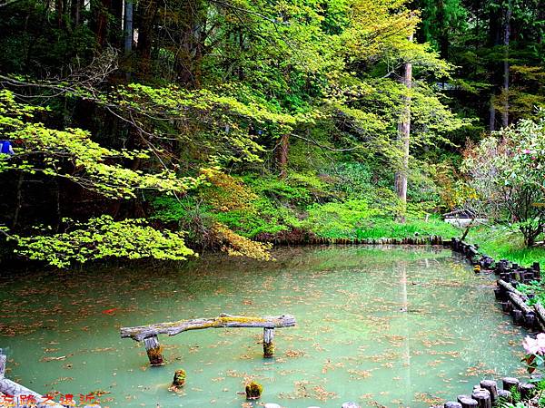 【甲信越.長野】別所溫泉漫遊(三)~~寧靜的信州最古老寺院「安樂寺」,賞日本國寶-僅存的「三重八角塔」 22 pic pimg tw look2up 1478163114 2226176714 n jpg