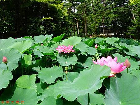 pic pimg tw look2up 1482040644 1265170839 m jpg