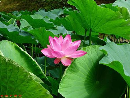 pic pimg tw look2up 1482040646 3814588654 m jpg