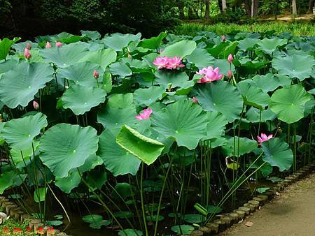 pic pimg tw look2up 1482040649 370272165 m jpg