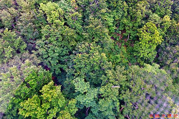 【東北.青森】「奧入瀨.十和田」系列-搭纜車上八甲田山小散步 (含:交通、地圖、步道資訊...) 14 pic pimg tw look2up 1489299316 4214261464 n jpg