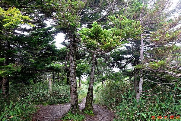【東北.青森】「奧入瀨.十和田」系列-搭纜車上八甲田山小散步 (含:交通、地圖、步道資訊...) 27 pic pimg tw look2up 1489299343 2850615222 n jpg