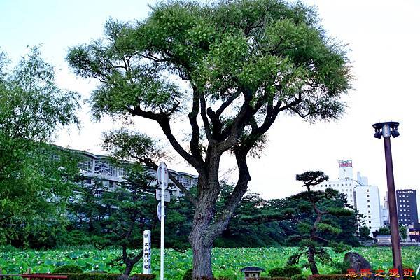 pic pimg tw look2up 1490066820 1932470398 n jpg