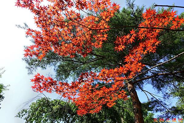 pic pimg tw look2up 1492164826 4240495304 n jpg