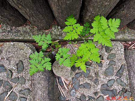 pic pimg tw look2up 1511343505 3392278630 m jpg