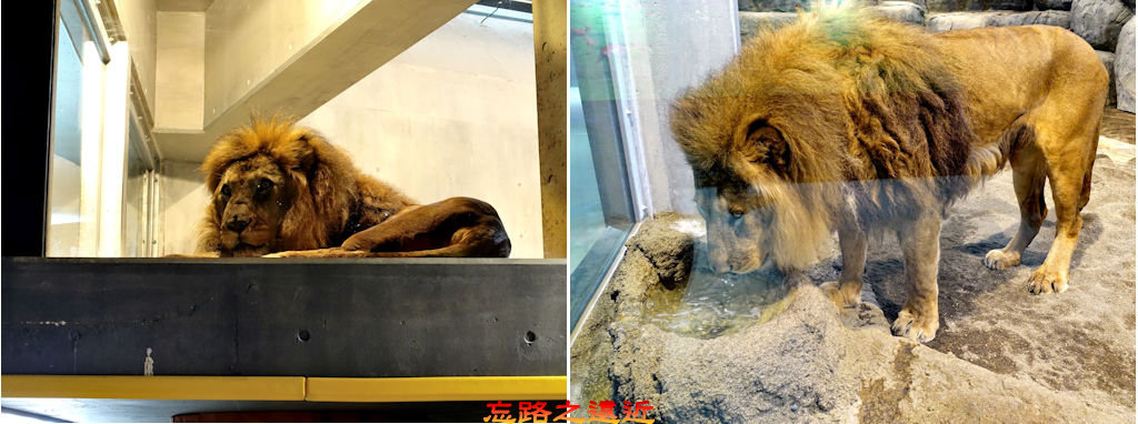 pic pimg tw look2up 1518594790 3378114318 jpg