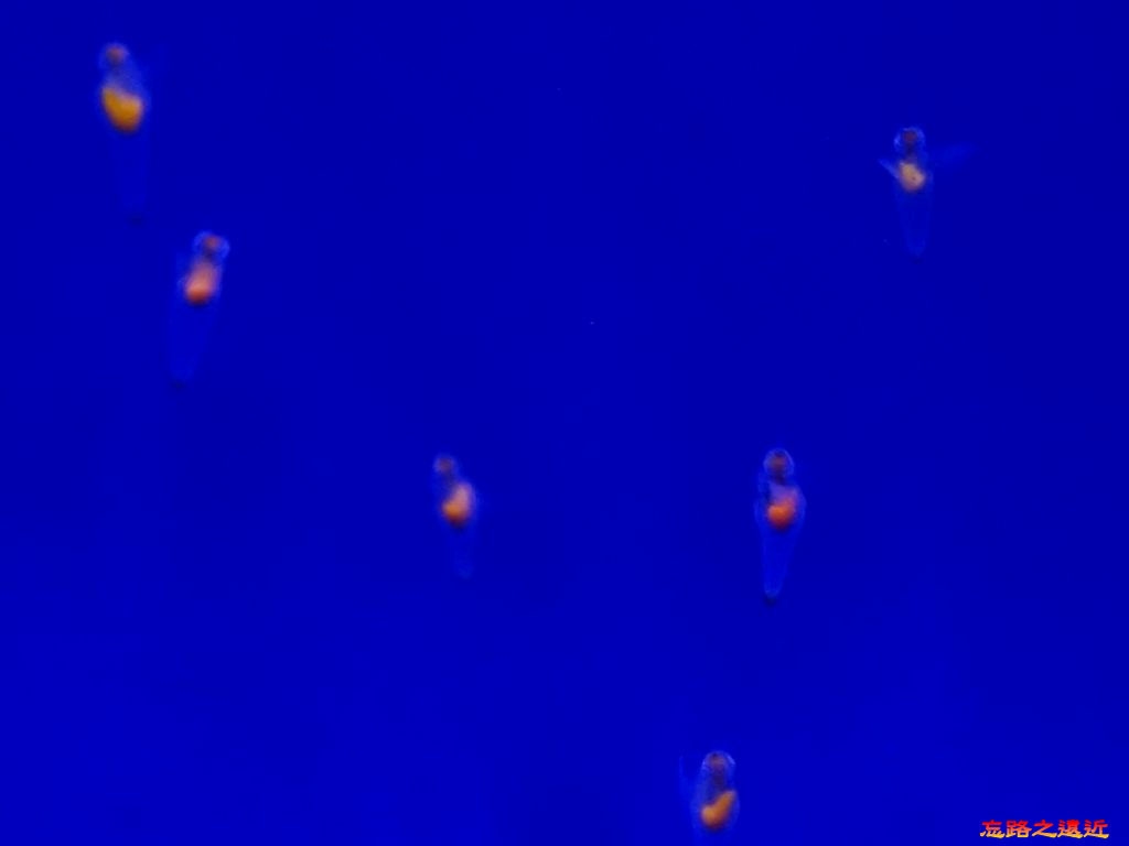 pic pimg tw look2up 1528603597 184948707 jpg