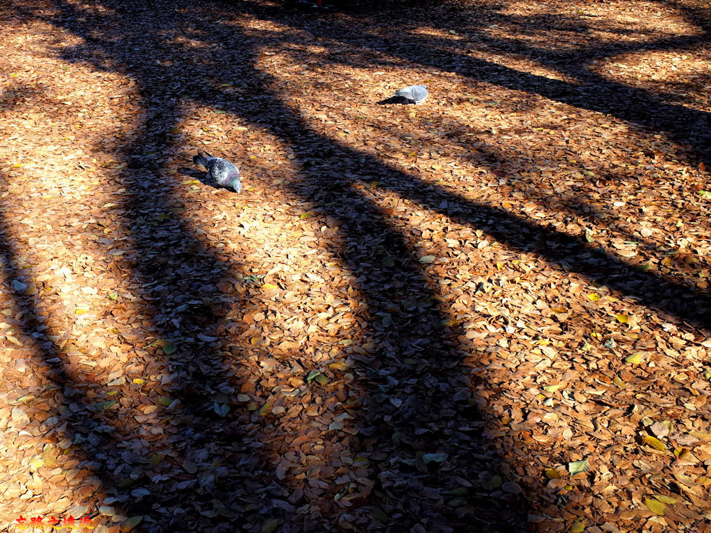 pic pimg tw look2up 1537002880 2977357888 jpg