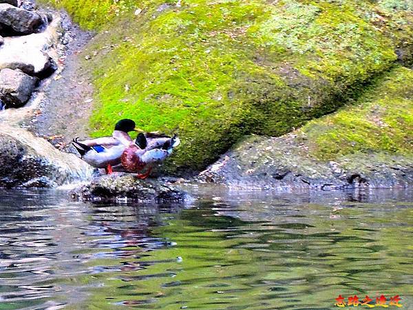 pic pimg tw look2up 1539751503 1980242315 n jpg