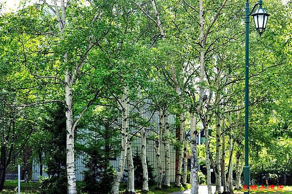 【北海道.札幌】札幌市區10大必遊景點詳細深入介紹(含 各景點交通、旅遊重點) 27 pic pimg tw look2up 1541432810 301667118 n jpg