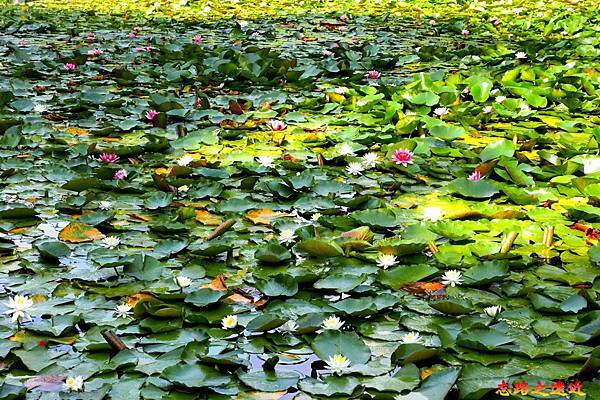 【北海道.札幌】札幌市區10大必遊景點詳細深入介紹(含 各景點交通、旅遊重點) 26 pic pimg tw look2up 1541432816 3552370240 n jpg
