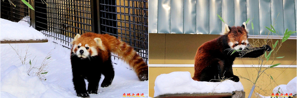 pic pimg tw look2up 1543229178 3254018566 jpg