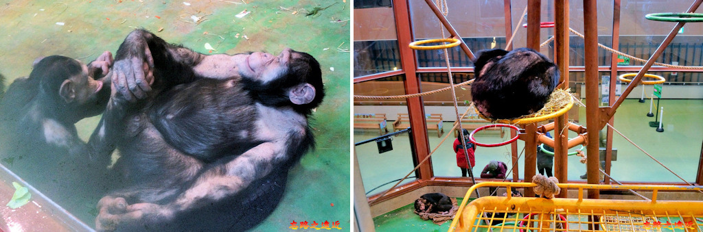 pic pimg tw look2up 1543229181 1860059368 jpg